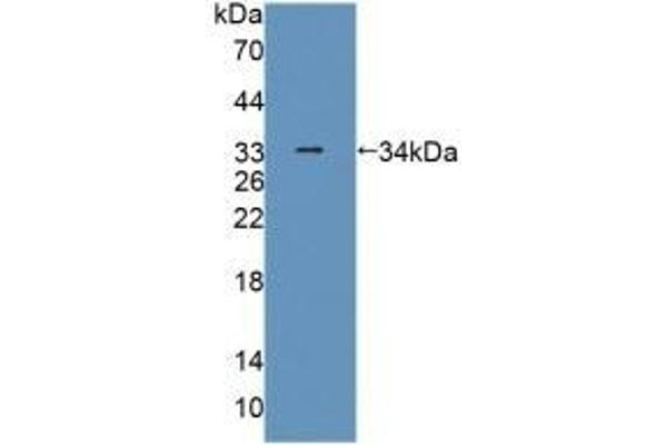 PLIN4 抗体  (AA 349-656)