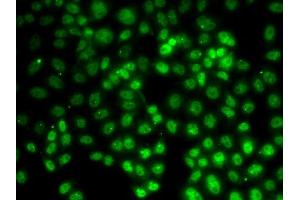 Immunofluorescence analysis of HeLa cells using PRMT2 antibody (ABIN5973447). (PRMT2 抗体)