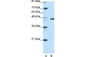 WB Suggested Anti-EGR4 Antibody Titration:  0. (EGR4 抗体  (C-Term))