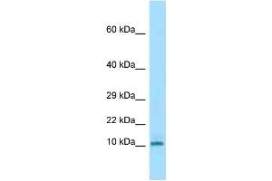 WB Suggested Anti-Krtap3-3 Antibody Titration: 1.