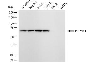 Western blotting analysis using PTPN11 antibody (ABIN7800042).