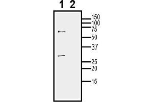 1.