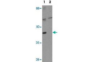 Western blot analysis of GEMC1 in mouse heart tissue lysate with GEMC1 polyclonal antibody  at 1 ug/mL in (1) the absence and (2) the presence of blocking peptide. (GEMC1 抗体)