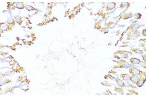 Immunohistochemistry of paraffin-embedded Rat testis using DNAJB11 Polyclonal Antibody at dilution of 1:100 (40x lens). (DNAJB11 抗体)