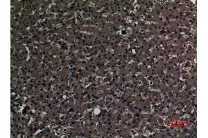 Immunohistochemistry (IHC) analysis of paraffin-embedded Human Liver, antibody was diluted at 1:100. (PAOX 抗体  (Internal Region))
