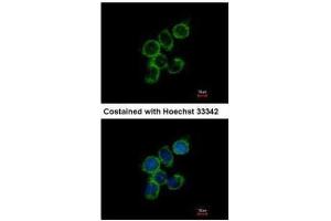 Immunofluorescence (IF) image for anti-Growth Arrest-Specific 2 Like 1 (GAS2L1) antibody (ABIN2856280)