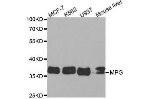 Western blot analysis of extracts of various cell lines, using MPG antibody. (MPG 抗体  (AA 1-293))