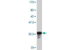 Western Blot detection against Immunogen (33. (MSTN 抗体  (AA 241-310))