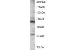 Image no. 1 for anti-Regulator of G-Protein Signaling 14 (RGS14) (C-Term) antibody (ABIN374433) (RGS14 抗体  (C-Term))