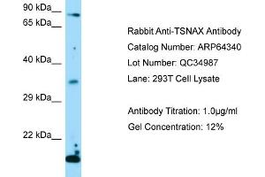 Western Blotting (WB) image for anti-Translin-Associated Factor X (TSNAX) (Middle Region) antibody (ABIN971943) (TSNAX 抗体  (Middle Region))
