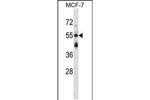 Western blot analysis in MCF-7 cell line lysates (35ug/lane). (SNTB2 抗体  (AA 217-245))