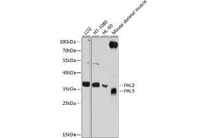 Western blot analysis of extracts of various cell lines, using FHL3 antibody  at 1:1000 dilution. (FHL3 抗体  (AA 1-280))