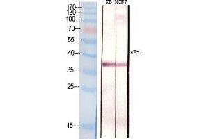 Western Blot (WB) analysis of specific cells using AP-1 Polyclonal Antibody.
