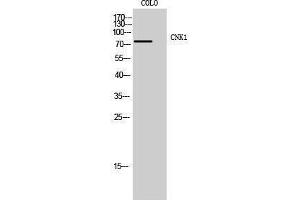 Western Blotting (WB) image for anti-Connector Enhancer of Kinase Suppressor of Ras 1 (CNKSR1) (Internal Region) antibody (ABIN3183986) (CNKSR1 抗体  (Internal Region))