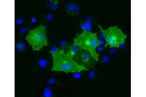 Anti-PRTG mouse monoclonal antibody (ABIN2453526) immunofluorescent staining of COS7 cells transiently transfected by pCMV6-ENTRY PRTG (RC211595). (PRTG 抗体)