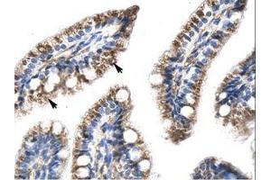 Image no. 1 for anti-Transcription Factor Dp-1 (TFDP1) (AA 63-112) antibody (ABIN6735973) (DP1 抗体  (AA 63-112))