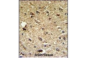 Formalin-fixed and paraffin-embedded human brain tissue reacted with CCRN4L Antibody (C-term), which was peroxidase-conjugated to the secondary antibody, followed by DAB staining. (CCRN4L 抗体  (C-Term))