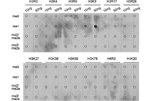 Dot-blot analysis of various methylation peptides using Monomethyl-Histone H3-K9 antibody (ABIN5969805). (Histone 3 抗体  (H3K9me))