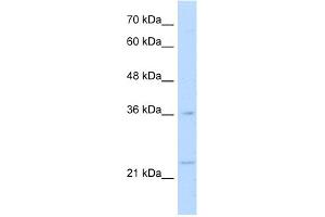 WB Suggested Anti-MAFB Antibody Titration:  1. (MAFB 抗体  (N-Term))