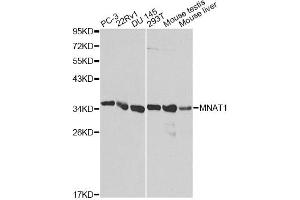 Western blot analysis of extracts of various cell lines, using MNAT1 antibody (ABIN1873734) at 1:1000 dilution. (MNAT1 抗体)