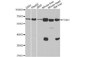 Western blot analysis of extracts of various cell lines, using PGM1 antibody. (Phosphoglucomutase 1 抗体)