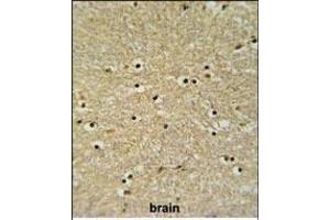 BHLHB5 Antibody (Center) (ABIN650975 and ABIN2840018) IHC analysis in formalin fixed and paraffin embedded human brain tissue followed by peroxidase conjugation of the secondary antibody and DAB staining. (BHLHE22 抗体  (AA 236-264))