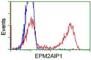 Image no. 4 for anti-EPM2A (Laforin) Interacting Protein 1 (EPM2AIP1) antibody (ABIN1498043) (EPM2AIP1 抗体)