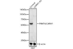 Western blot analysis of extracts from normal (control) and PRMT4/C knockout (KO) 293T cells, using PRMT4/C antibody (ABIN1682307, ABIN3015886, ABIN3015887 and ABIN6219468) at 1:500 dilution. (CARM1 抗体  (AA 409-608))