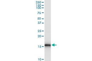 Immunoprecipitation of BST2 transfected lysate using anti-BST2 MaxPab rabbit polyclonal antibody and Protein A Magnetic Bead , and immunoblotted with BST2 purified MaxPab mouse polyclonal antibody (B03P) . (BST2 抗体  (AA 40-180))