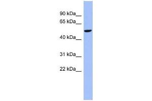 CBLL1 antibody used at 0. (CBLL1 抗体  (N-Term))