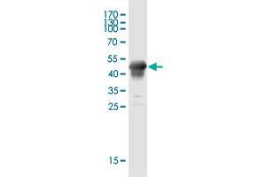 Western Blot detection against Immunogen (45. (BCAS4 抗体  (AA 1-173))