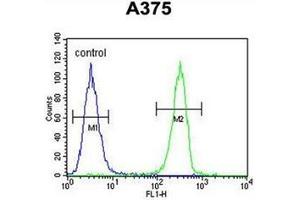 Flow cytometric analysis of A375 cells using HOXA9 / HOX1G Antibody (C-term) Cat. (HOXA9 抗体  (C-Term))
