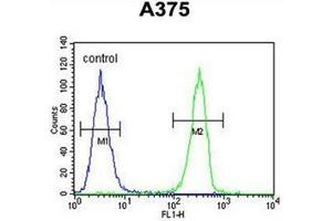 Flow cytometric analysis of A375 cells using HOXA9 / HOX1G Antibody (C-term) Cat.