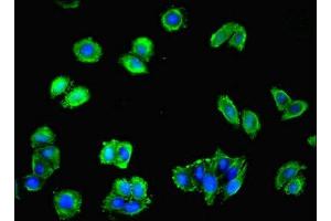 Immunofluorescence (IF) image for anti-Platelet-Activating Factor Receptor (PTAFR) (AA 297-342) antibody (ABIN7163621)