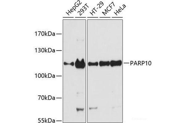 PARP10 抗体