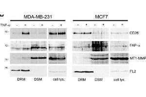 TNF-α-induced accumulation of membrane-associated proteases in lipid rafts. (FAP 抗体)