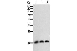 Western Blotting (WB) image for anti-Baculoviral IAP Repeat-Containing 5 (BIRC5) antibody (ABIN5547804) (Survivin 抗体)