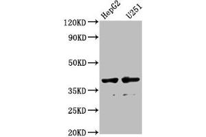 Western Blot Positive WB detected in: HepG2 whole cell lysate, U251 whole cell lysate All lanes: AMBP antibody at 1:1000 Secondary Goat polyclonal to rabbit IgG at 1/50000 dilution Predicted band size: 39 kDa Observed band size: 39 kDa