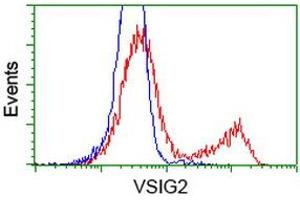 HEK293T cells transfected with either RC200170 overexpress plasmid (Red) or empty vector control plasmid (Blue) were immunostained by anti-VSIG2 antibody (ABIN2454003), and then analyzed by flow cytometry. (VSIG2 抗体)