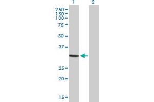 Western Blot analysis of GIMAP5 expression in transfected 293T cell line by GIMAP5 MaxPab polyclonal antibody. (GIMAP5 抗体  (AA 1-307))