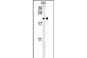 TAC1 Antibody (C-term) (ABIN652053 and ABIN2840522) western blot analysis in 293 cell line lysates (35 μg/lane). (TAC1 抗体  (C-Term))