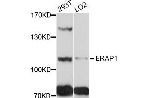 Western blot analysis of extracts of various cell lines, using ERAP1 antibody (ABIN4903594) at 1:1000 dilution. (ERAP1 抗体)
