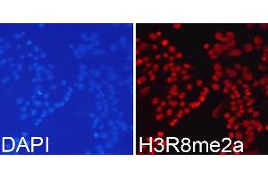 Immunofluorescence analysis of 293T cells using Asymmetric DiMethyl-Histone H3-R8 antibody (ABIN3017485, ABIN3017486, ABIN3017487 and ABIN6220109). (Histone 3 抗体  (H3R8me2))