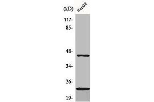 Western Blot analysis of HepG2 cells using CD83 Polyclonal Antibody (CD83 抗体  (Internal Region))