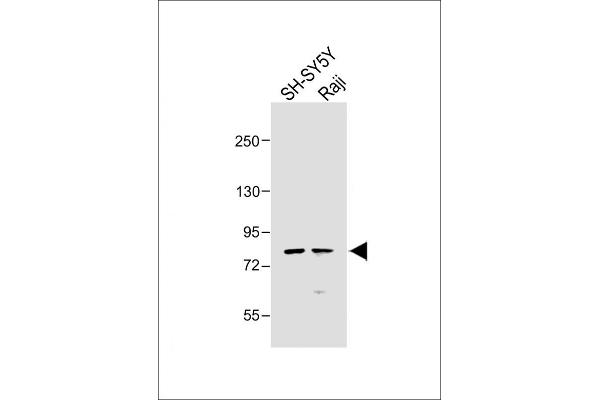PAK7 抗体  (AA 168-198)