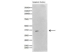 WB Image Sample (30 ug of whole cell lysate) A: H1299 B: Hela 10% SDS PAGE antibody diluted at 1:1000 (Prohibitin 2 抗体)