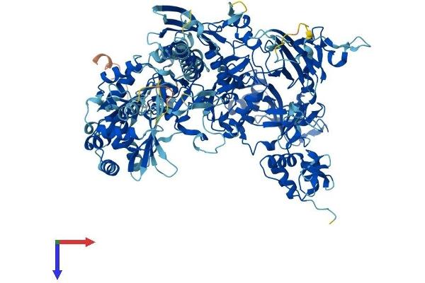 POLR3B Protein (AA 1-1133) (His tag)