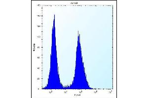 LGALS4 Antibody (N-term) (ABIN656325 and ABIN2845624) flow cytometric analysis of Jurkat cells (right histogram) compared to a negative control cell (left histogram). (GAL4 抗体  (N-Term))