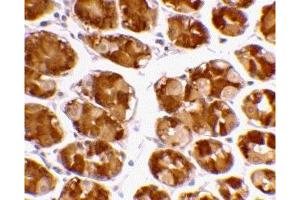 Immunohistochemistry (IHC) image for anti-Tripartite Motif Containing 5 (TRIM5) (Middle Region 1) antibody (ABIN1031194) (TRIM5 抗体  (Middle Region 1))