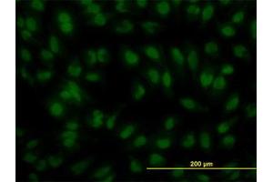 Image no. 4 for anti-Interferon Regulatory Factor 2 (IRF2) (AA 216-316) antibody (ABIN598766) (IRF2 抗体  (AA 216-316))
